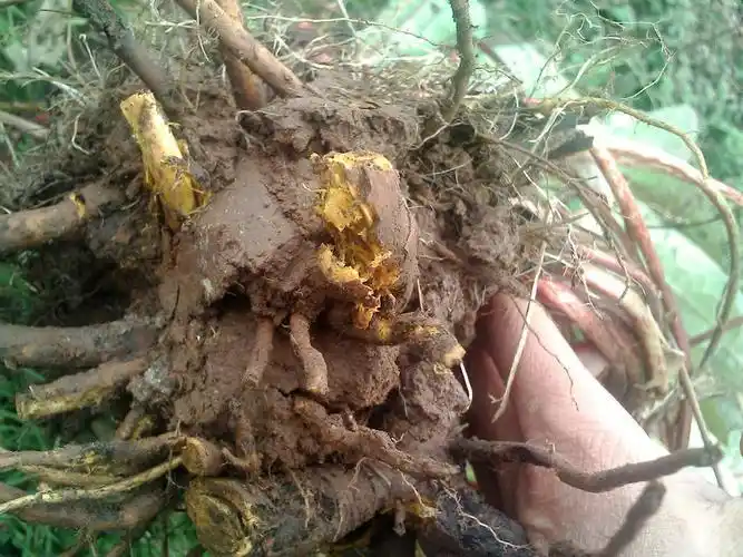 土黄金植物图片土黄金图片大全图片