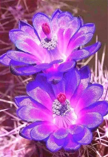 稀世奇花百年罕见堪称一绝