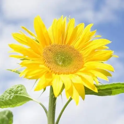 高清向日葵头像阳光