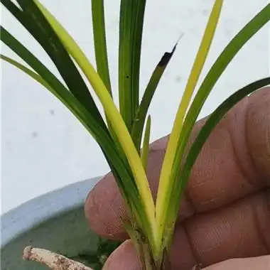 蕙兰朱金变形黄心草