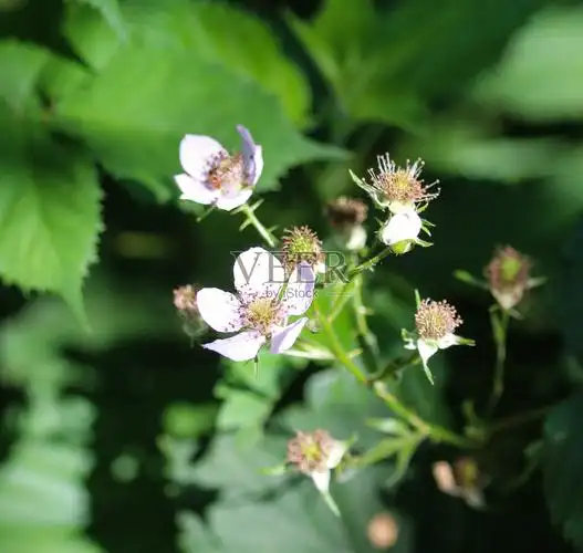黑莓花悬钩子春天开花照片摄影图片