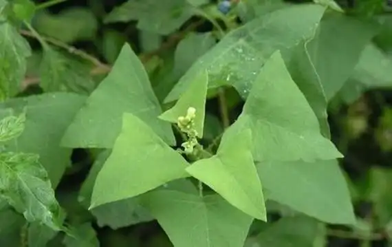 原创山上一种野草长得妙叶子全是三角形名叫杠板归据说很珍贵
