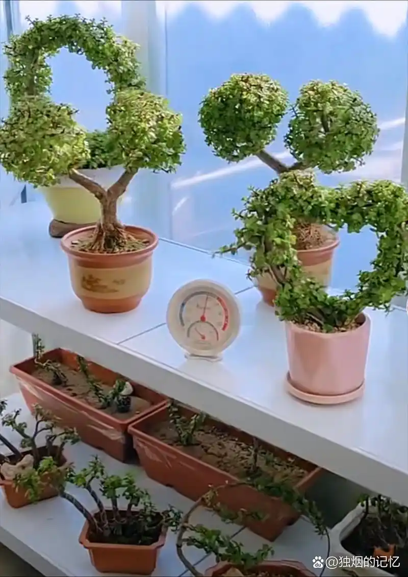 好喜欢这些个造型,也想弄一下[比心][比心][得意]#金枝玉叶