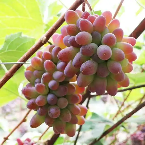 小串茉莉香葡萄迷你小葡萄 无籽 新鲜水果口感酸甜500g 拍2份包邮