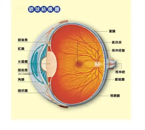 人的眼睛有什么组成?