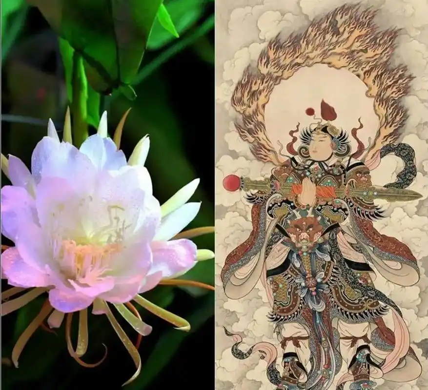 昙花一现,只为韦陀.后来啊,太阳沉入海底 - 抖音