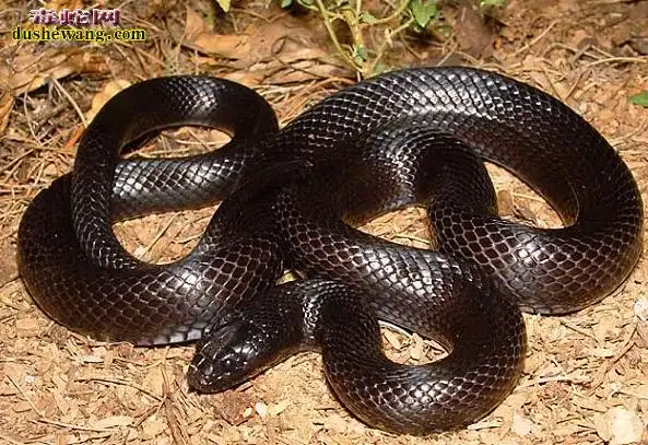 【沙漠王蛇】资料品种简介