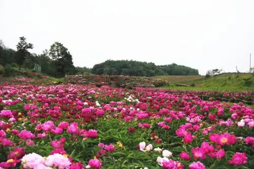 激情绽放的寒地芍药满园春色