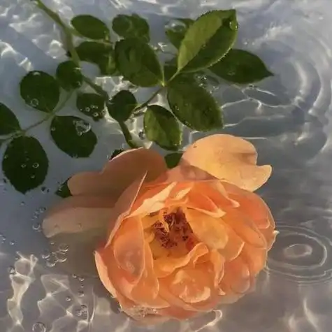 头像鲜花头像ins高清