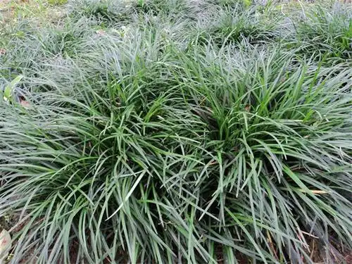 山东中叶麦冬草批发公司