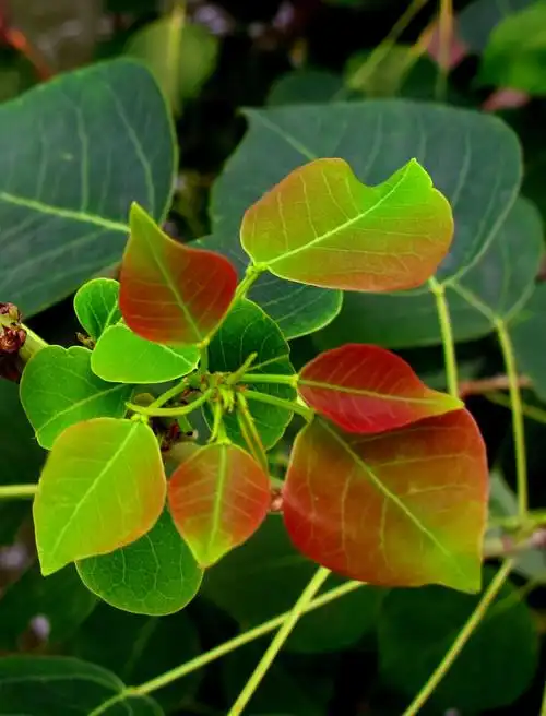 乌桕经霜满树红.短短的叶柄连着心形的叶片,枝繁叶茂.