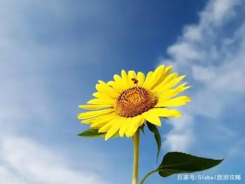 菊次郎的夏天|2020的好心情源泉,向日葵花海我来啦