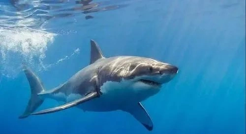 海里游得最快的十种鱼,旗鱼最快时速达190千米