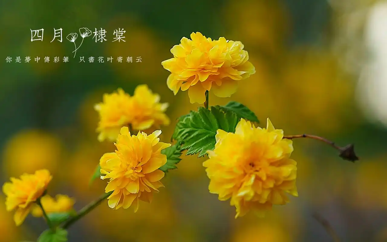 重瓣棣棠唯美植物花卉高清壁纸