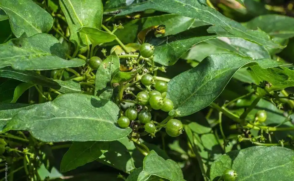 农村人称"鸡屎藤",名字虽不雅,做成美食味道不赖,如今也少见