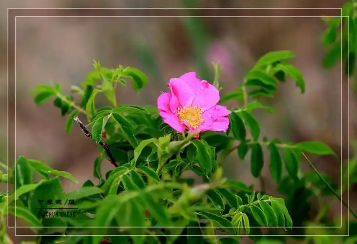 (原创首发)顽强的山刺玫