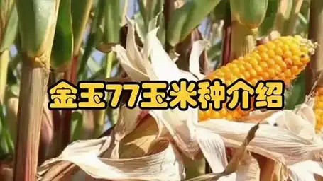 金玉77玉米种介绍,金玉77玉米,适应性强的好品种