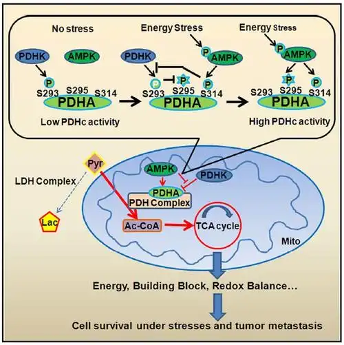 mol cell亮点 | 林慧观团队首次揭示丙酮酸脱氢酶活性的新型调控模式