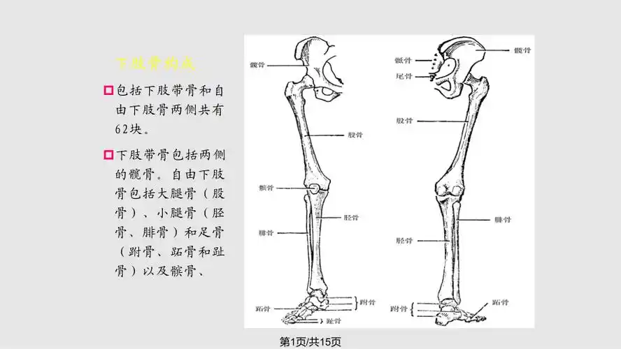解剖学下肢骨ppt课件