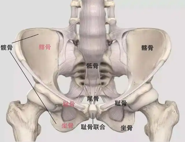 尤其耻骨联合部位以及盆底肌.