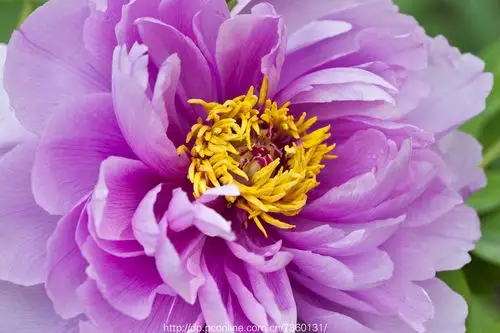 姹紫嫣红看牡丹