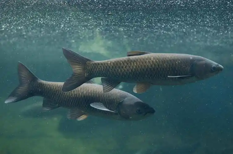 长江_鳙鱼_白鲟