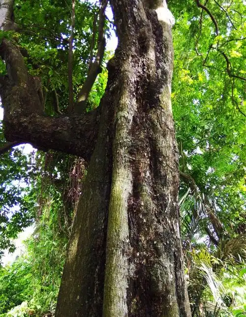 小叶紫檀帝王之木