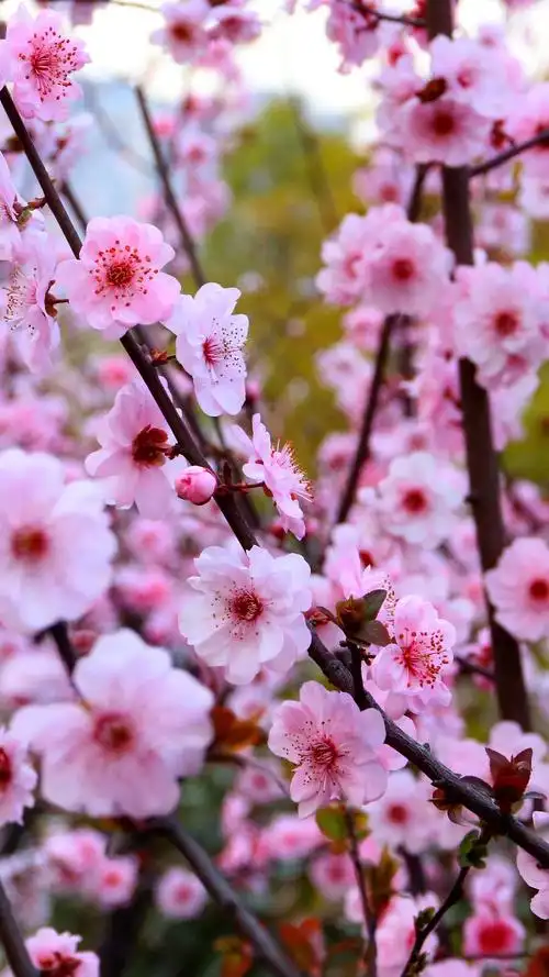 桃花|摄影|风光摄影|景致唯美_原创作品-站酷(zcool)