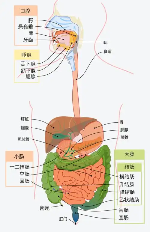 硬核科普足够高活菌数的益生菌能更好的影响大肠菌群