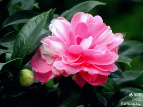 在最美的时节遇见最美的你,到佛山植物园观茶花