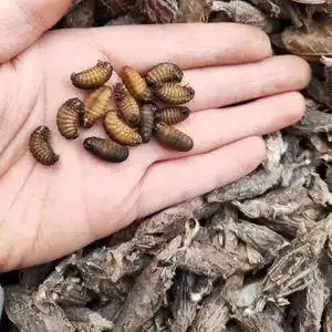 61林浩鹏8淘宝皮虫画眉鸟食活虫提性营养野生虫子中通货小皮虫斗鸟