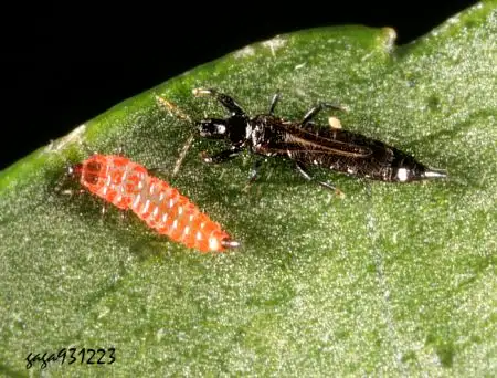 应该是感染榕蓟马,一种造瘿昆虫,虫瘿呈卷袋状,蓟马大量吸食叶汁造成