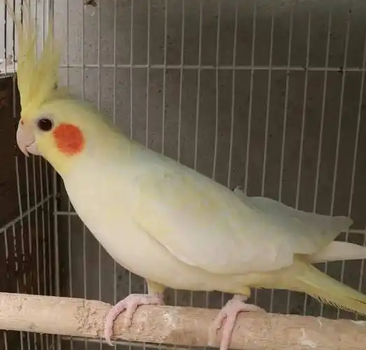 玄凤鹦鹉有哪些品种如何区分公母什么是派特趴度