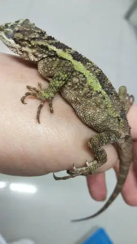 养的丽纹蜥蜴肚子鼓鼓的,不怎么开食,求大神支招!