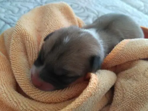 在小区花丛里拾了一个刚生出的狗狗,请问有人知道这是什么狗狗吗?该