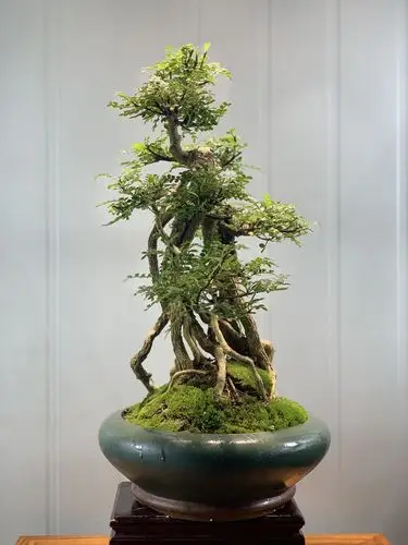 相思树,提根造型盆景,最后的是胡椒木-搜狐大视野-搜狐新闻