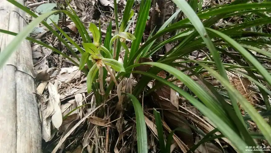 野生兰花香满山,宅家里只能往山上走走