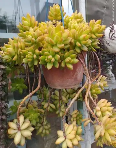 还是黄丽多肉好养,这样悬挂着,颜色越来越好看了