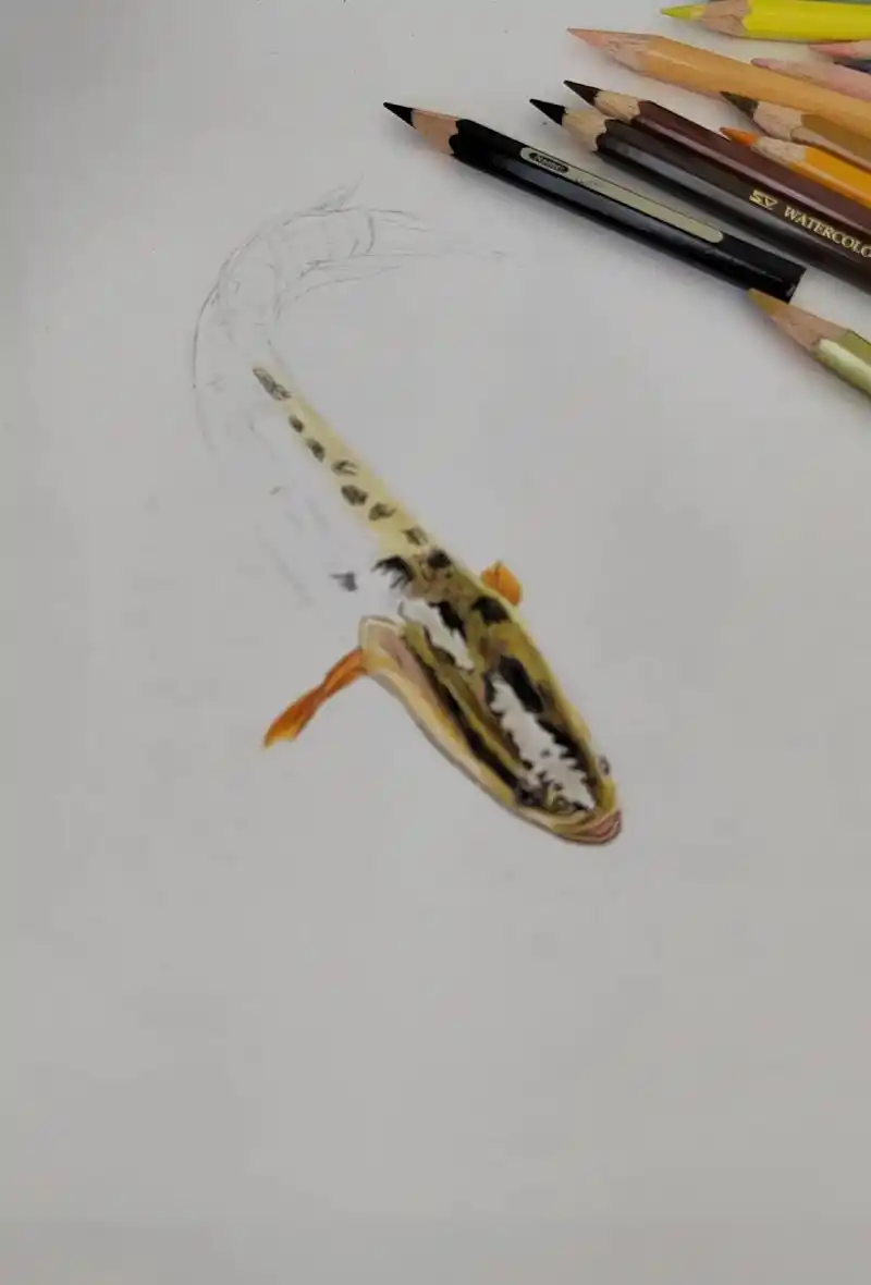 彩铅画#鱼手绘 - 抖音