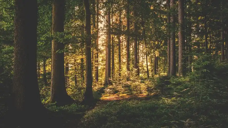 树木郁葱的森林