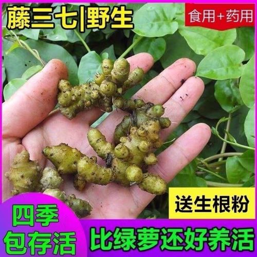野生藤三七植物苗盆栽食用药用田三七根茎庭院阳台爬藤绿植三七球
