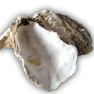 牡蛎壳有什么功效与作用详解它的四大作用