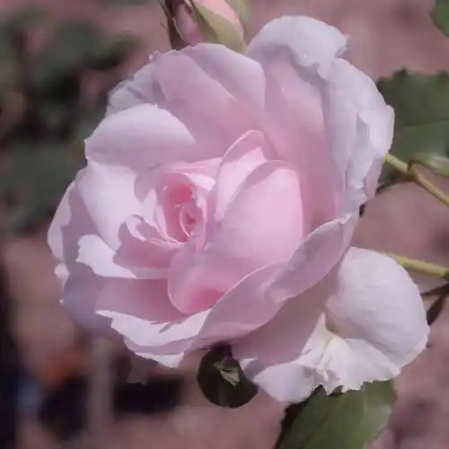 中老年头像大全:女人微信头像花朵唯美图片