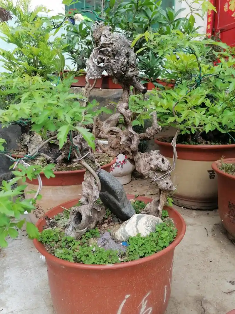 花皮榆(盆景) #植物园