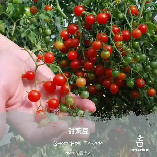 sweetpeatomato甜豌豆番茄