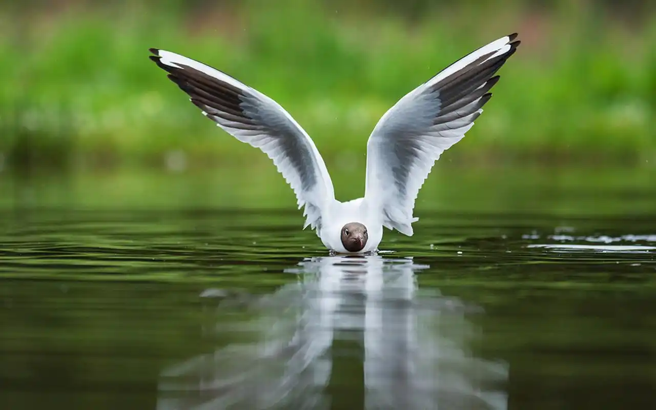 高清摄影桌面壁纸图片高清大图预览1920×1200_动物壁纸下载_美桌网