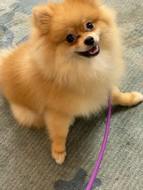 小博美变大博美