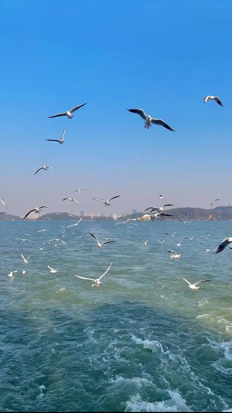 鼋头渚不止有樱花,还有远道而来的红嘴鸥#带你去看海鸥 #红嘴 - 抖音