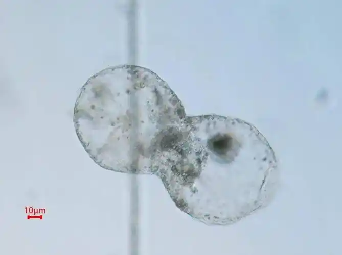 微科普走近夜光藻