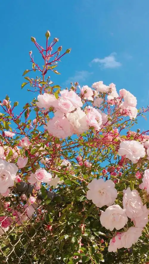 唯美舒服的手机壁纸风景花朵系列锁屏壁纸